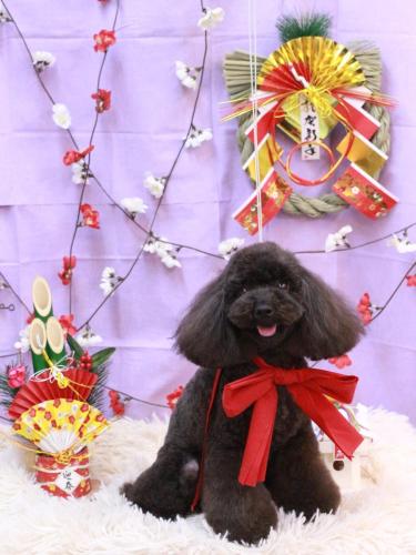 20230113姫子ちゃん